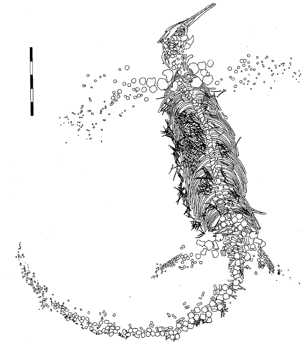Abb. 10 Besanosaurus