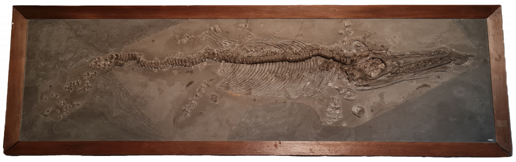 Abb. 11 Suevoleviathan 1