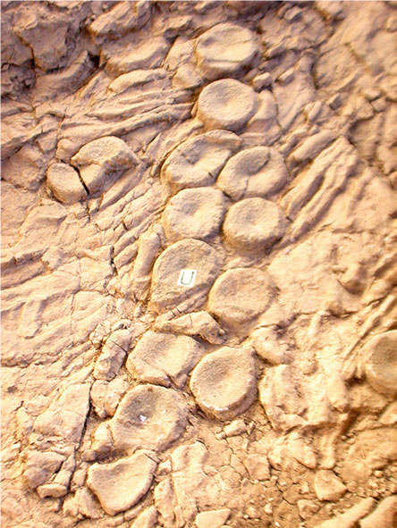 Abb. 5 McMenamin 2016 Fig. 9.3