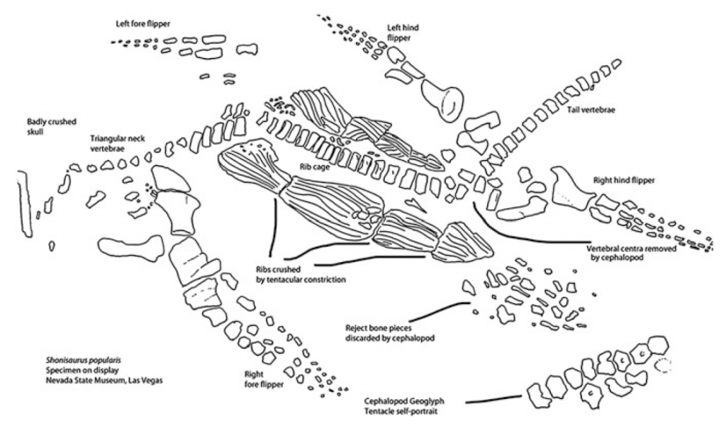 Abb. 6 McMenamin 2016 Fig. 9.9 1
